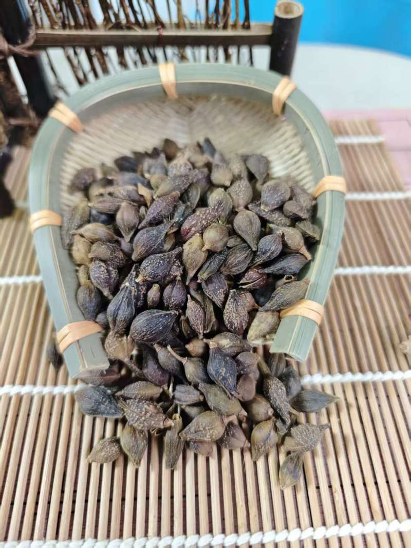 连翘青翘无柄连翘