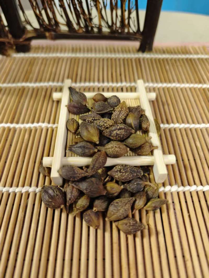 连翘青翘无柄连翘