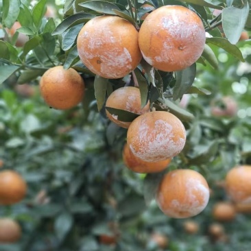 茂谷柑统货大量出货
