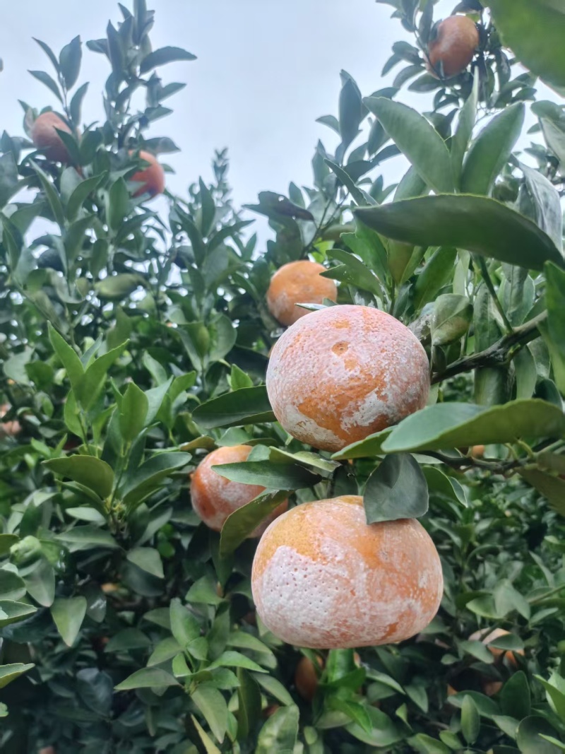 茂谷柑统货大量出货