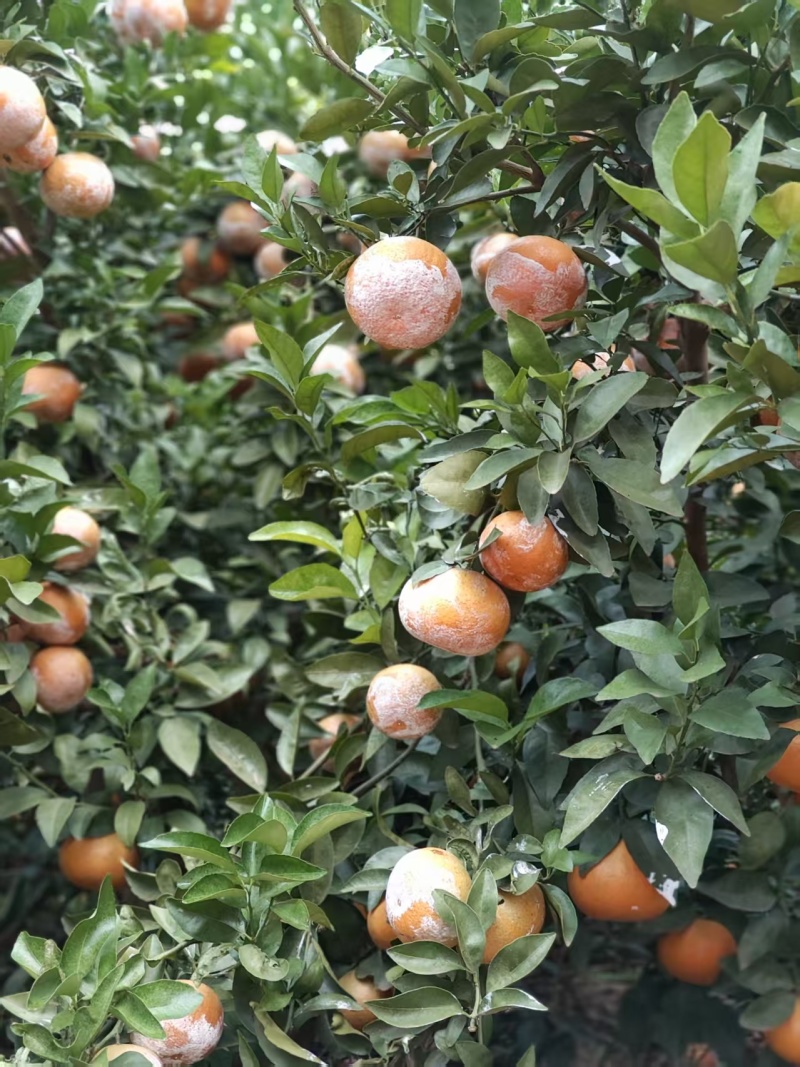 茂谷柑统货大量出货