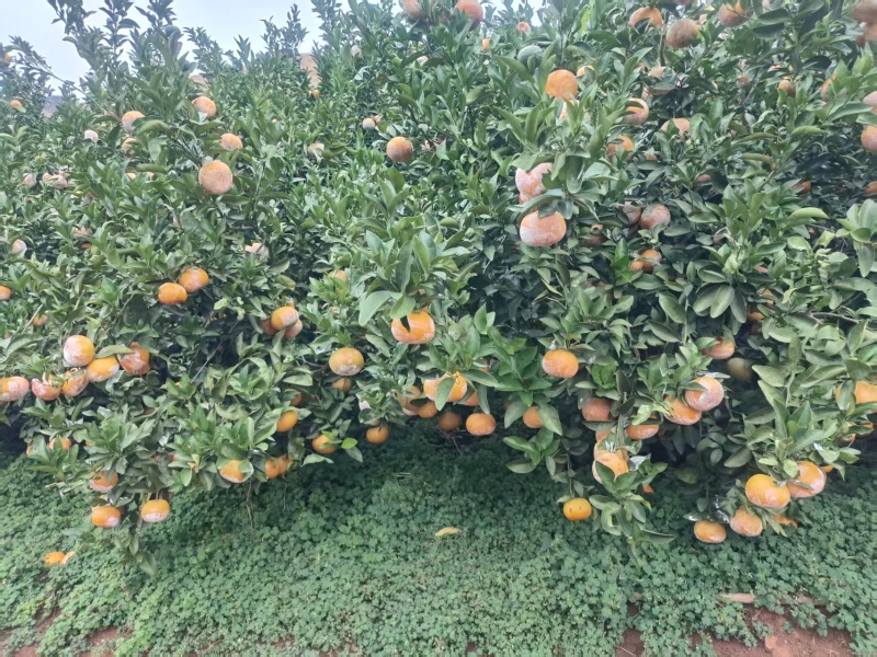 茂谷柑统货大量出货