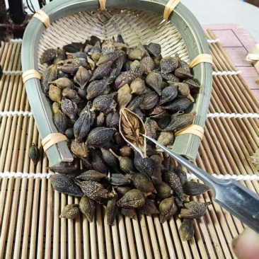 连翘青翘无柄连翘
