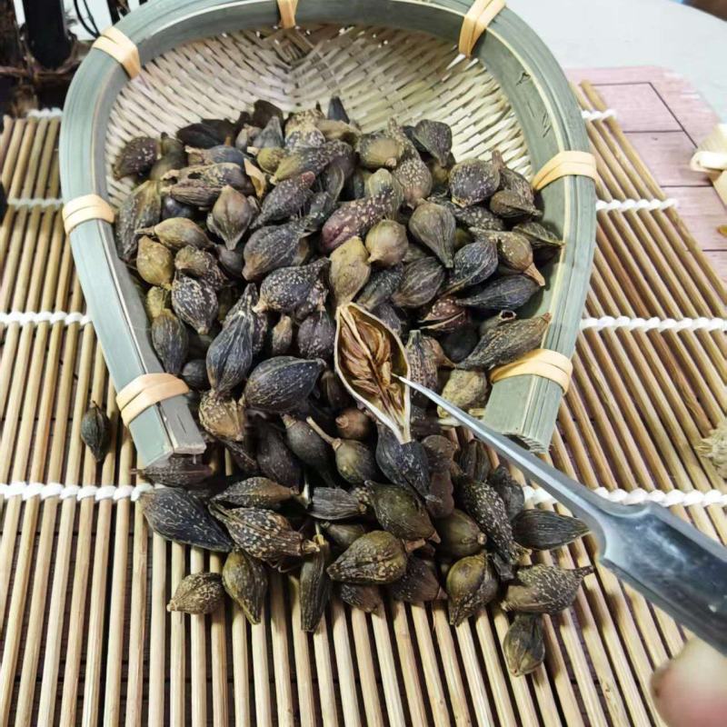 连翘青翘无柄连翘