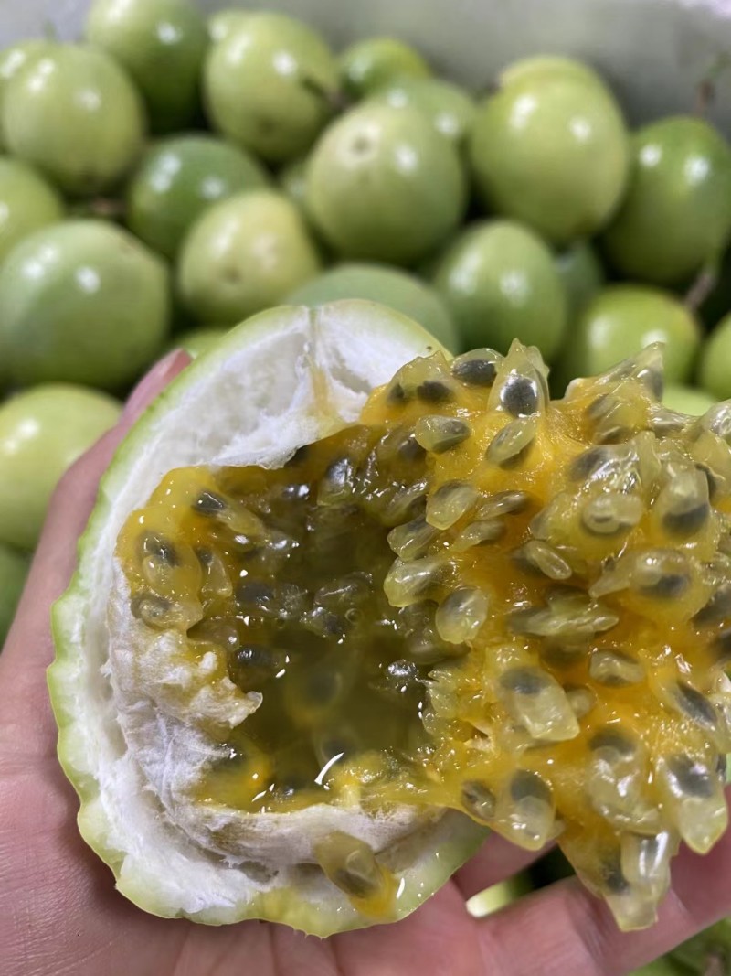 百香果，黄金百香果，钦蜜九号
