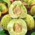 【精品】花蜜甜瓜基地直发价格美丽对接全国市场电商商超等