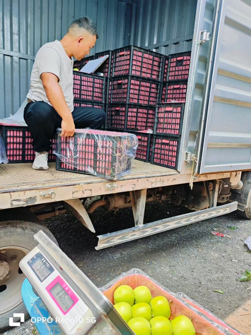 江苏徐州丰县大沙河华硕大青果电商商超全国发货