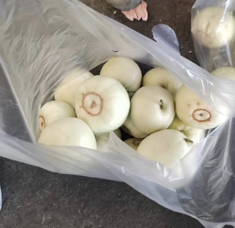 【精品】湖北美浓甜瓜小白瓜大量上市保质保量价格美丽