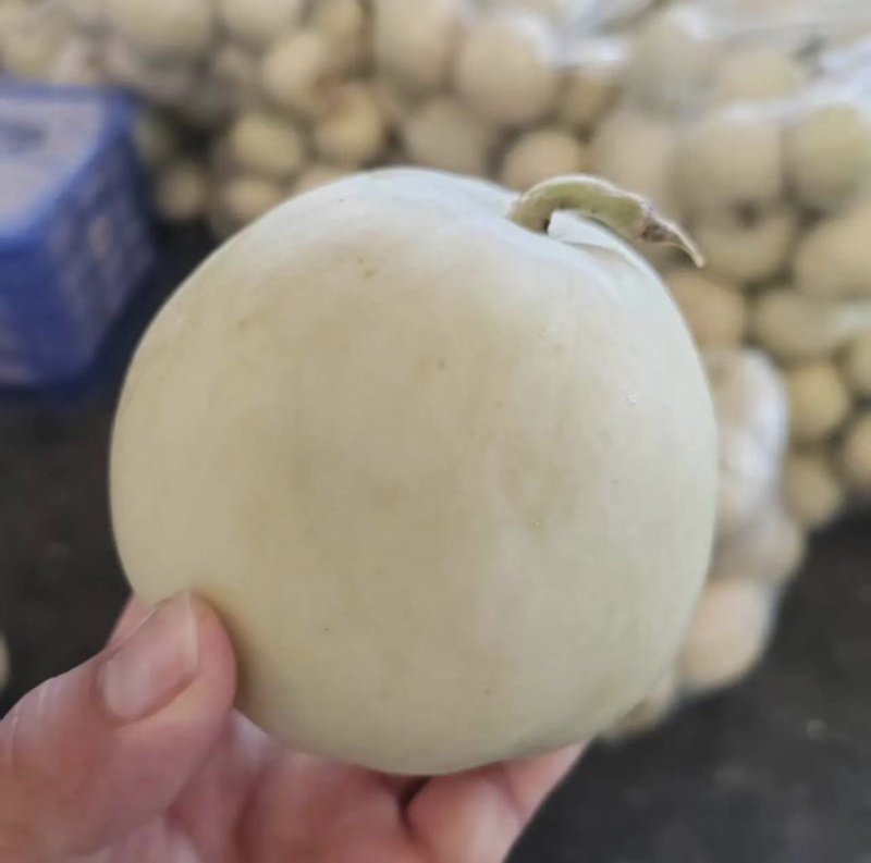 【精品】湖北美浓甜瓜小白瓜大量上市保质保量价格美丽