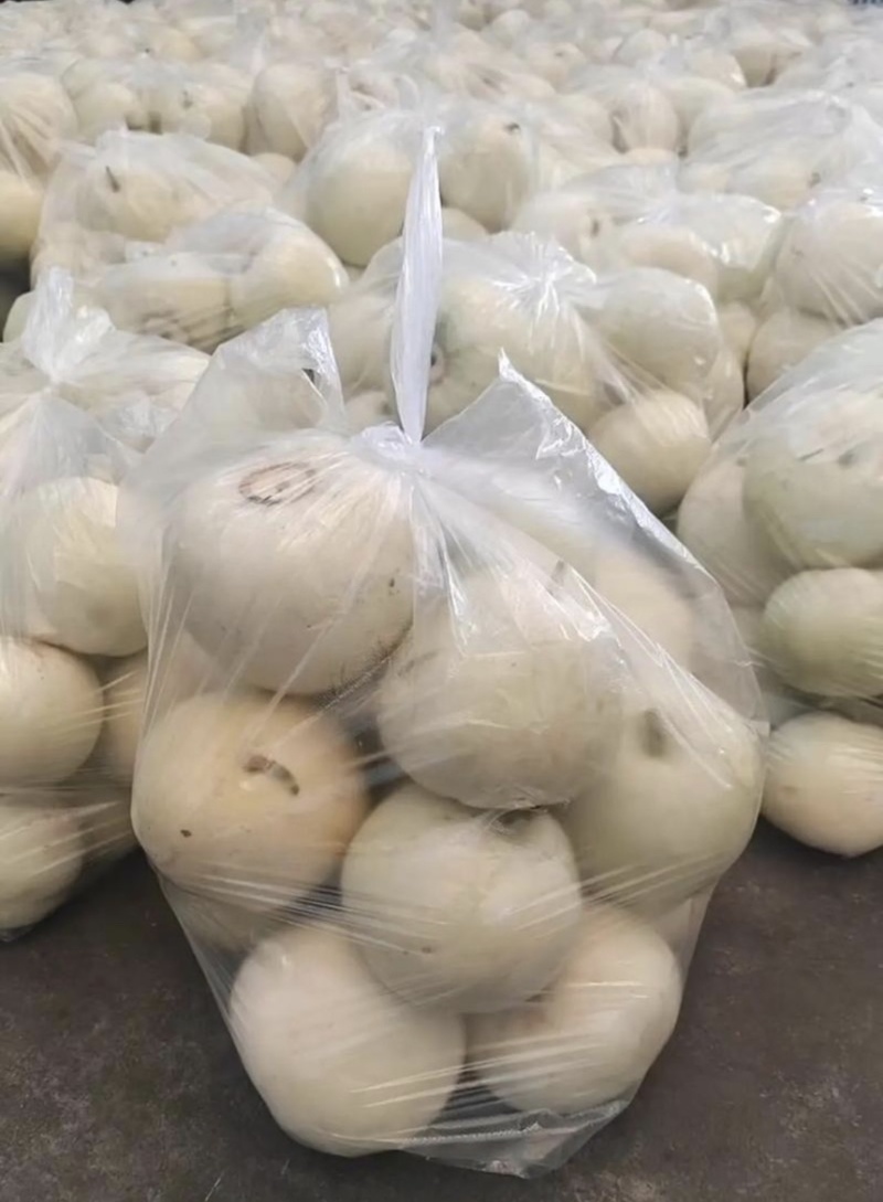 【精品】湖北美浓甜瓜小白瓜大量上市保质保量价格美丽