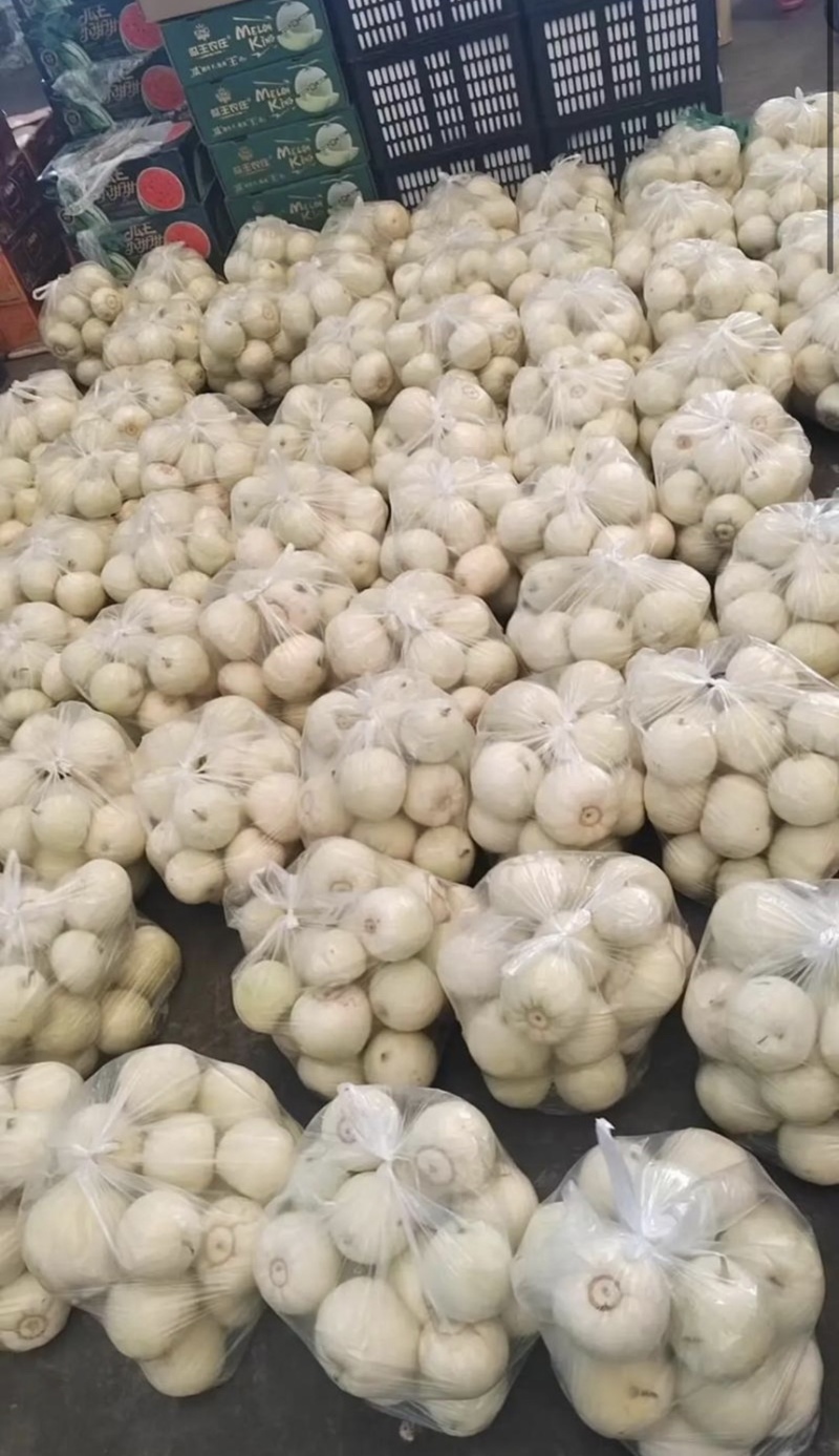 【精品】湖北美浓甜瓜小白瓜大量上市保质保量价格美丽