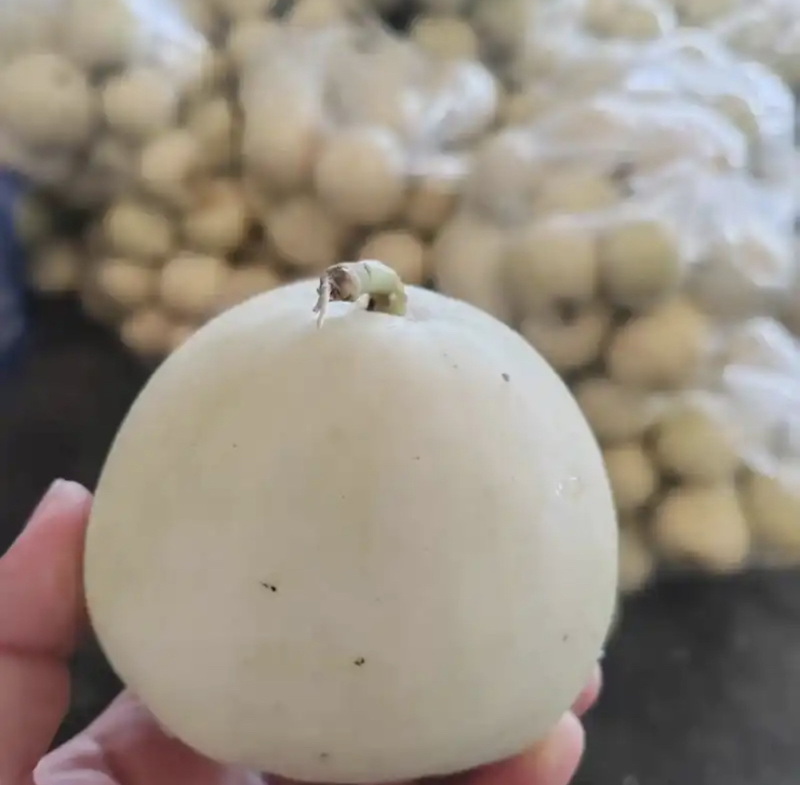 【精品】湖北美浓甜瓜小白瓜大量上市保质保量价格美丽