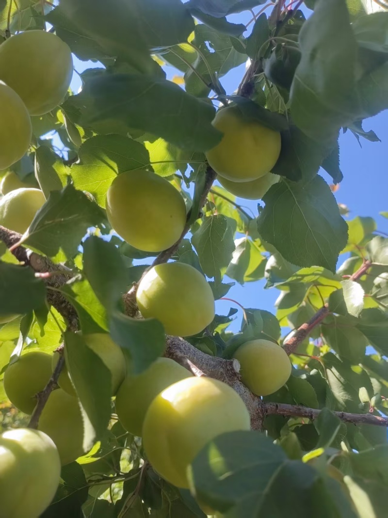 延安市黄龙县山区荷兰香蜜杏/海拔1500米果型好甜度高