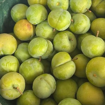 枫糖李子自家种植基地价优量大欢迎来电选购