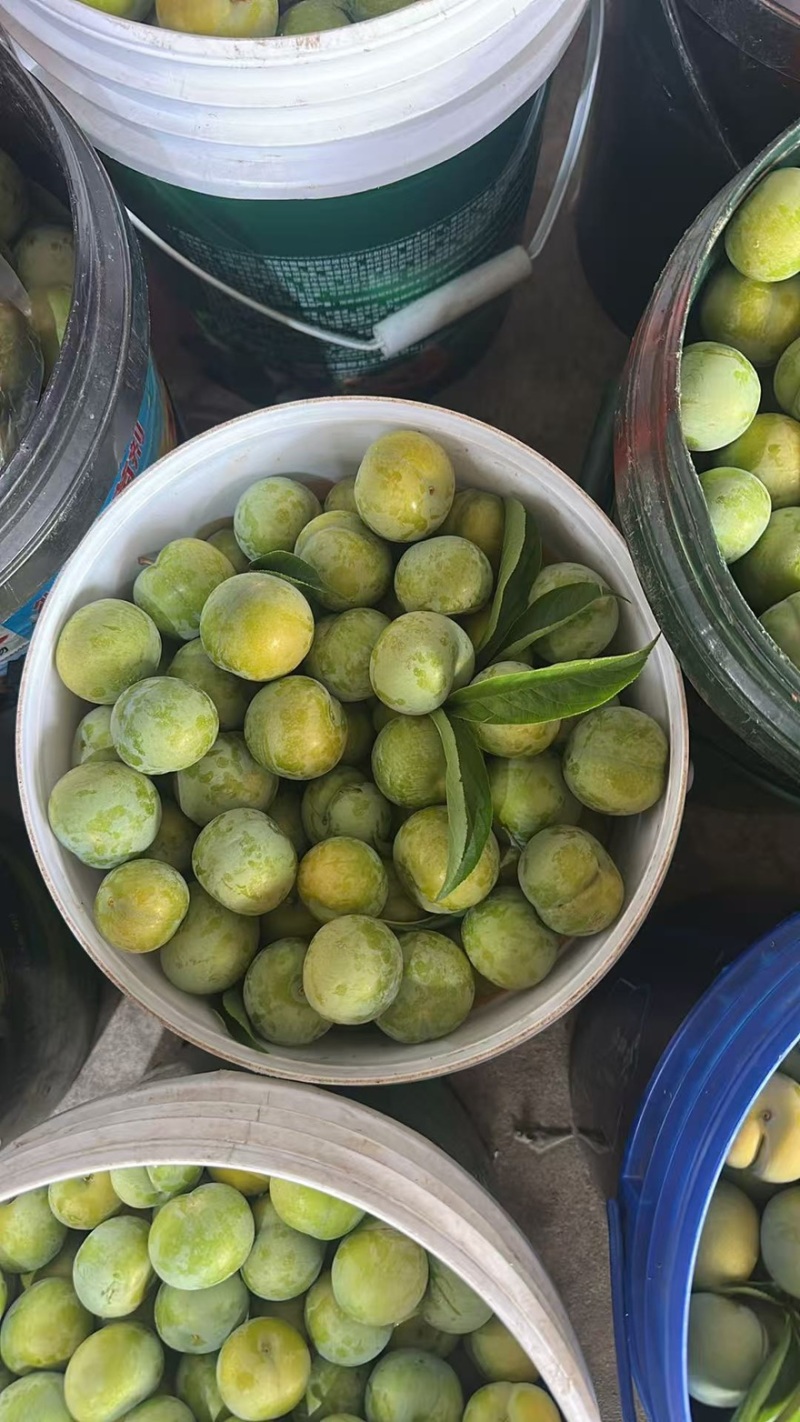枫糖李子自家种植基地价优量大欢迎来电选购