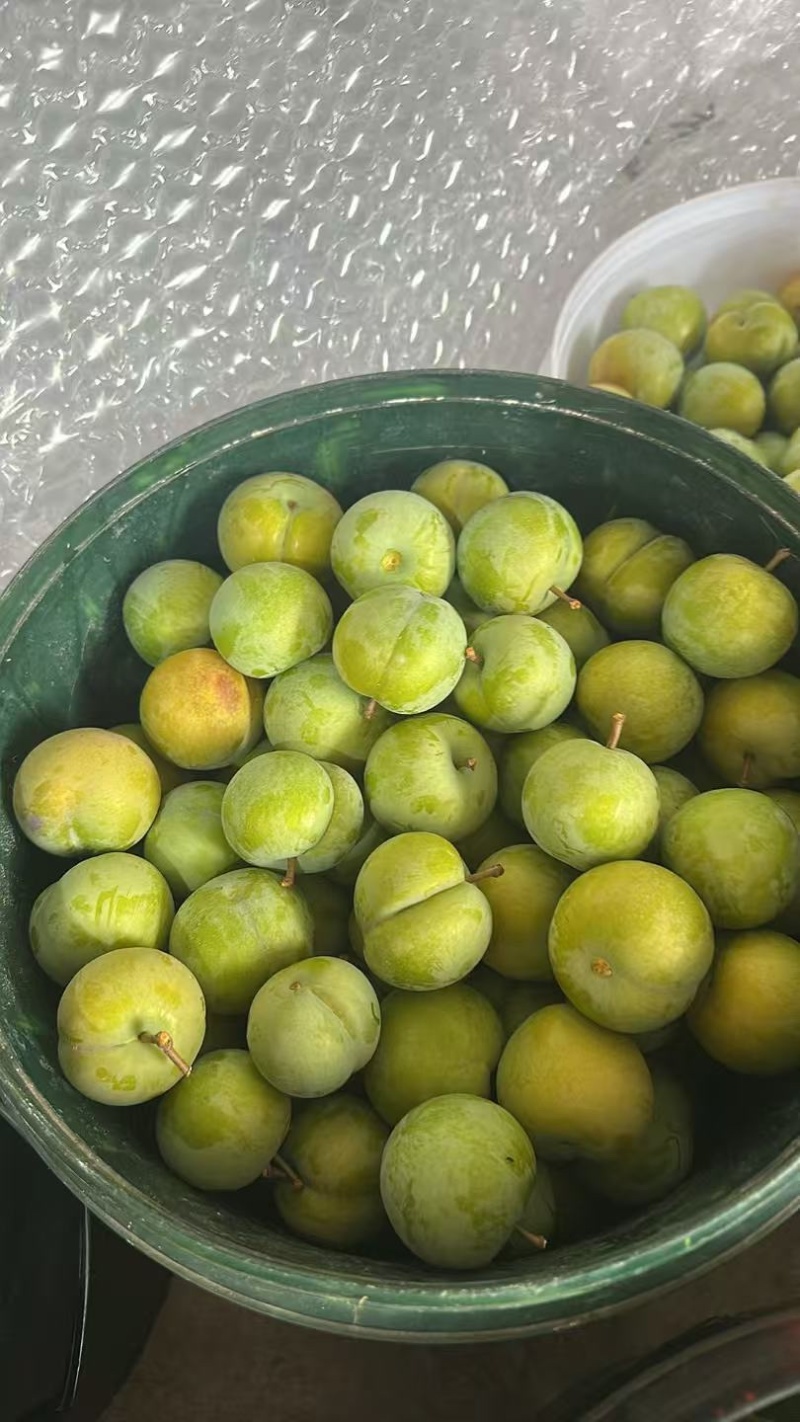 枫糖李子自家种植基地价优量大欢迎来电选购