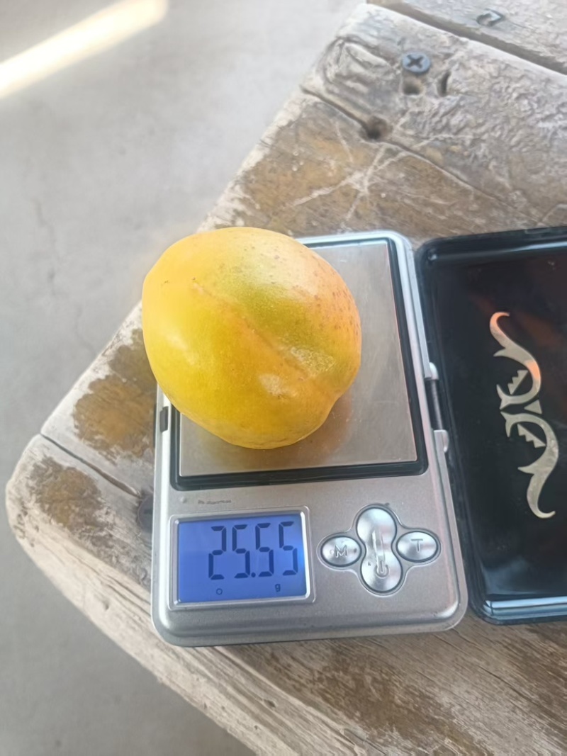 甘肃敦煌杏子/李广杏大量供应产地直发新鲜发货