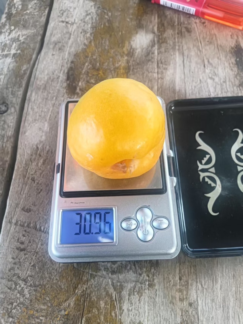 甘肃敦煌杏子/李广杏大量供应产地直发新鲜发货