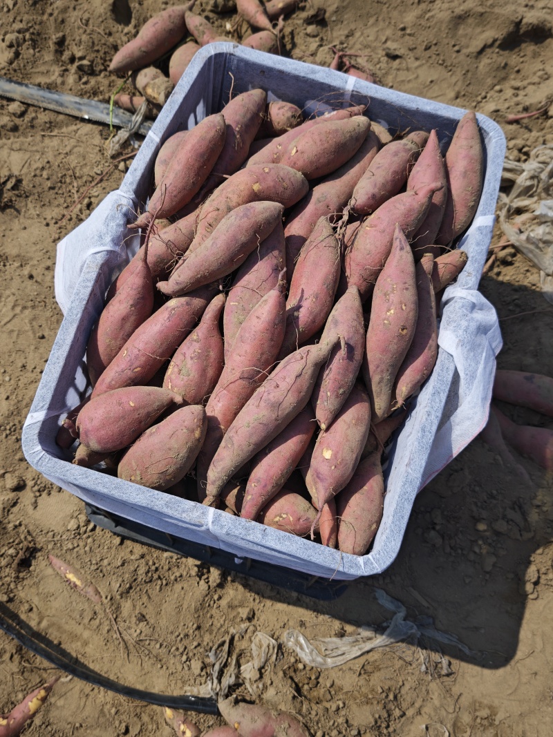通许红薯济薯33大量供应品质保证量大从优欢迎订购