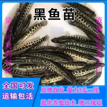 黑鱼苗养殖小黑鱼养殖塘口批发黑鱼苗乌鱼苗