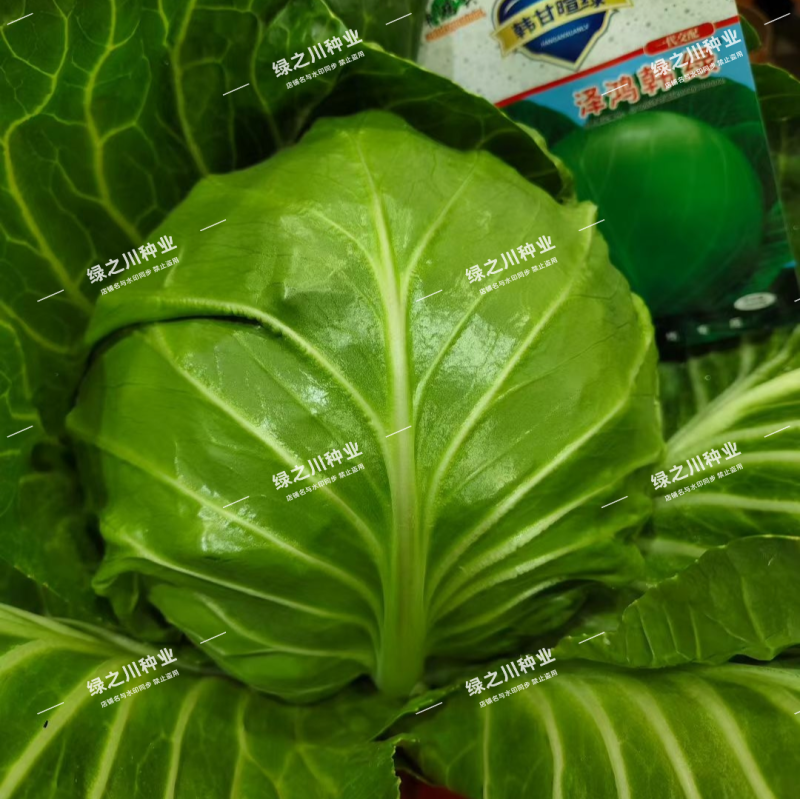 泽鸿韩绿水果甘蓝种子早熟黄芯包菜种子松软甘甜结球甘兰种籽