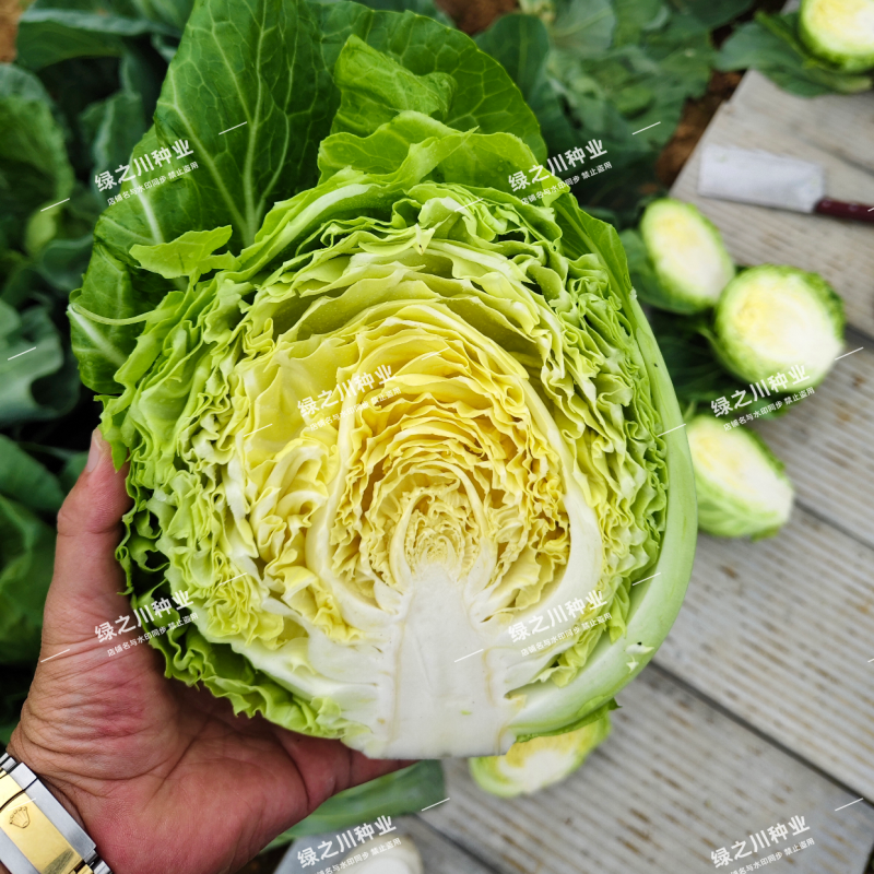 泽鸿韩绿水果甘蓝种子早熟黄芯包菜种子松软甘甜结球甘兰种籽
