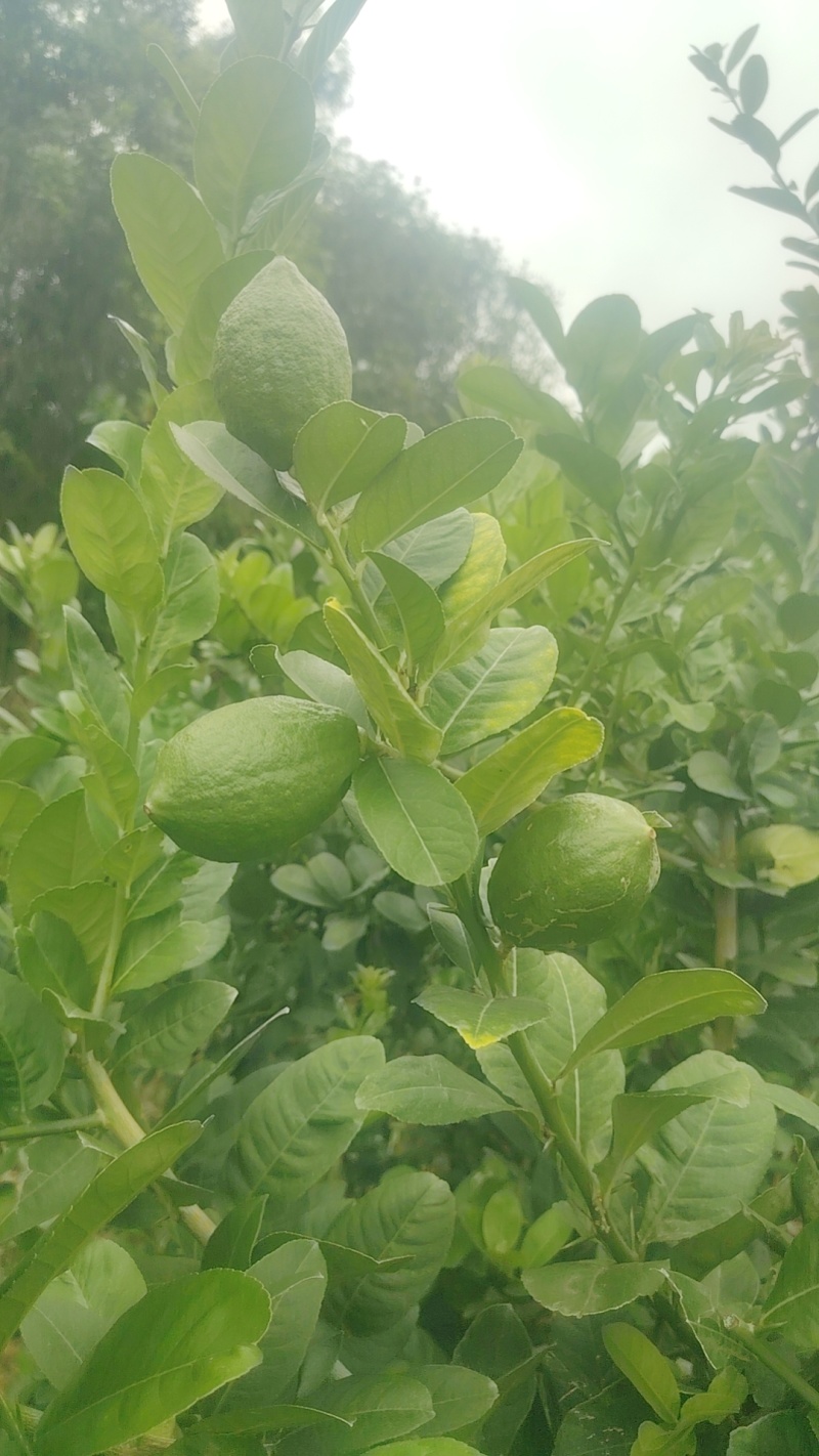 广东香水柠檬