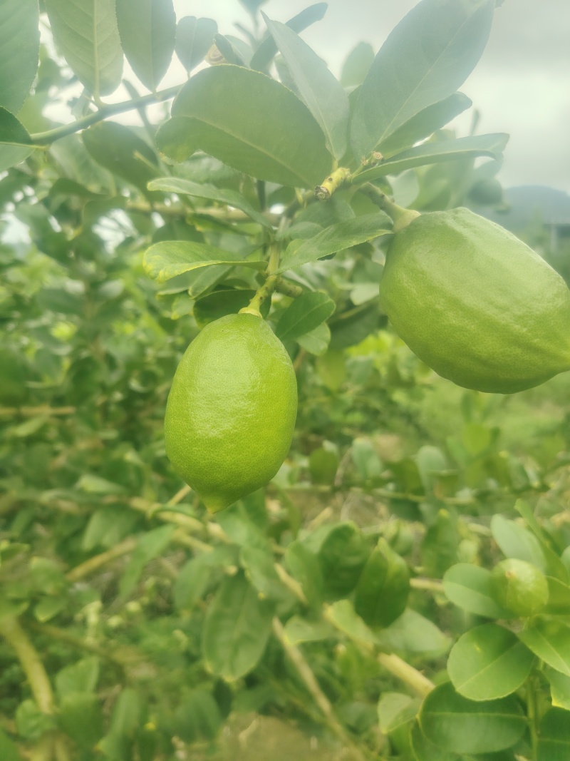 广东香水柠檬