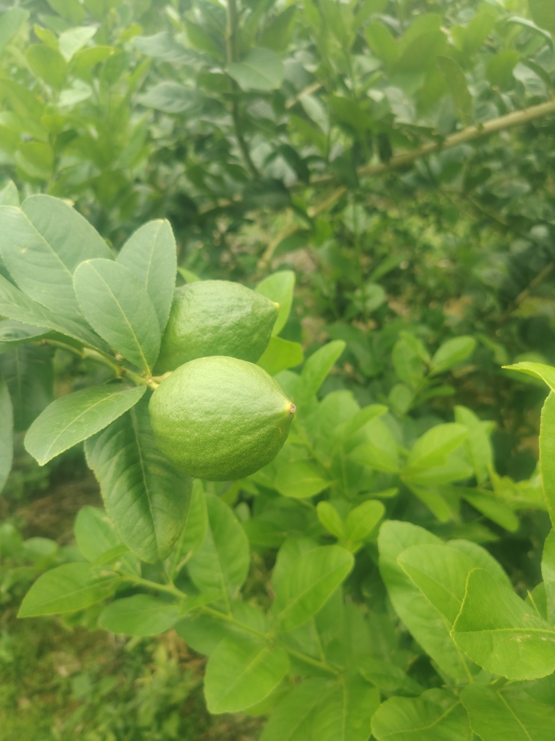 广东香水柠檬