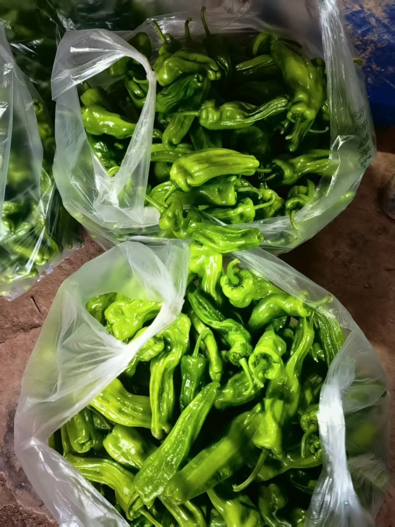 苏椒，小米辣，线椒