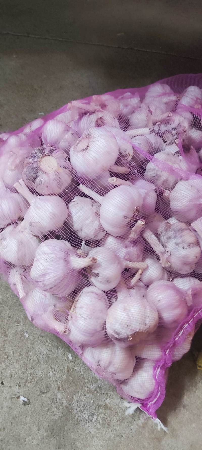 优质山东杂交大蒜量大优惠欢迎老板