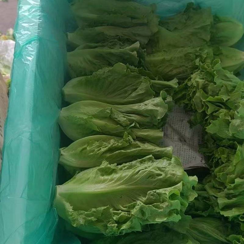 意大利生菜云南曲靖生菜新鲜蔬菜基地种植量大价优欢迎电联