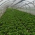 意大利生菜云南曲靖生菜新鲜蔬菜基地种植量大价优欢迎电联