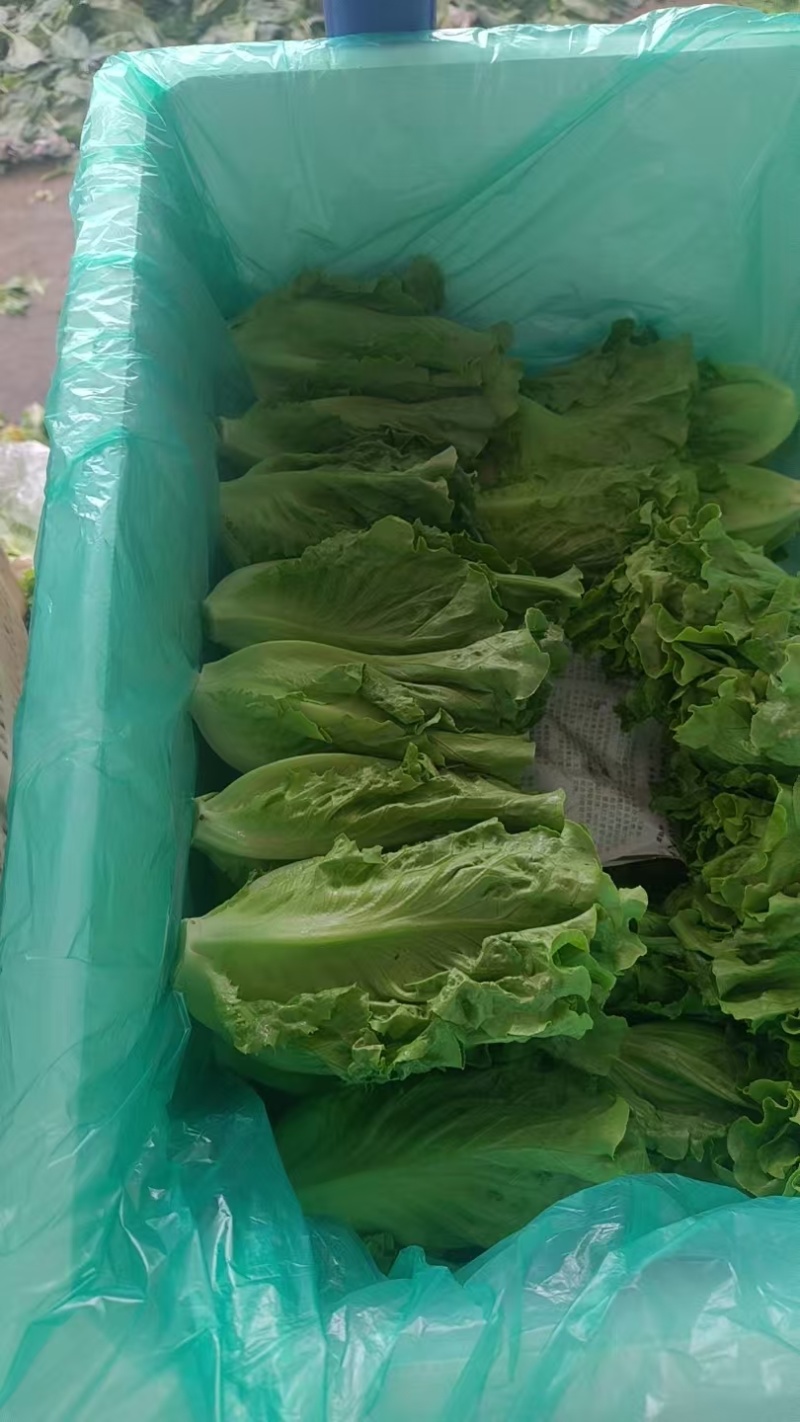 意大利生菜云南曲靖生菜新鲜蔬菜基地种植量大价优欢迎电联