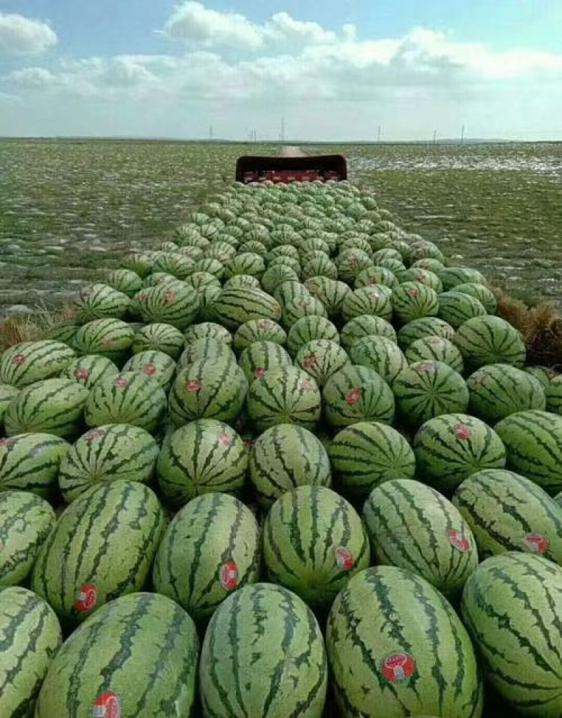 宁夏产区金城五，金花硒砂瓜大量有货，产地直发，质量保证，
