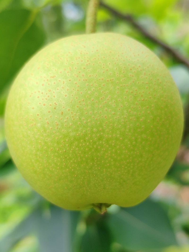 高坡黄金梨