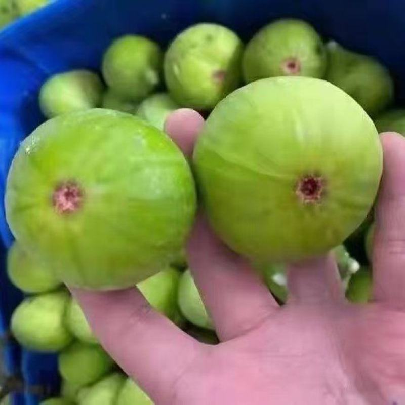 威海青皮无花果