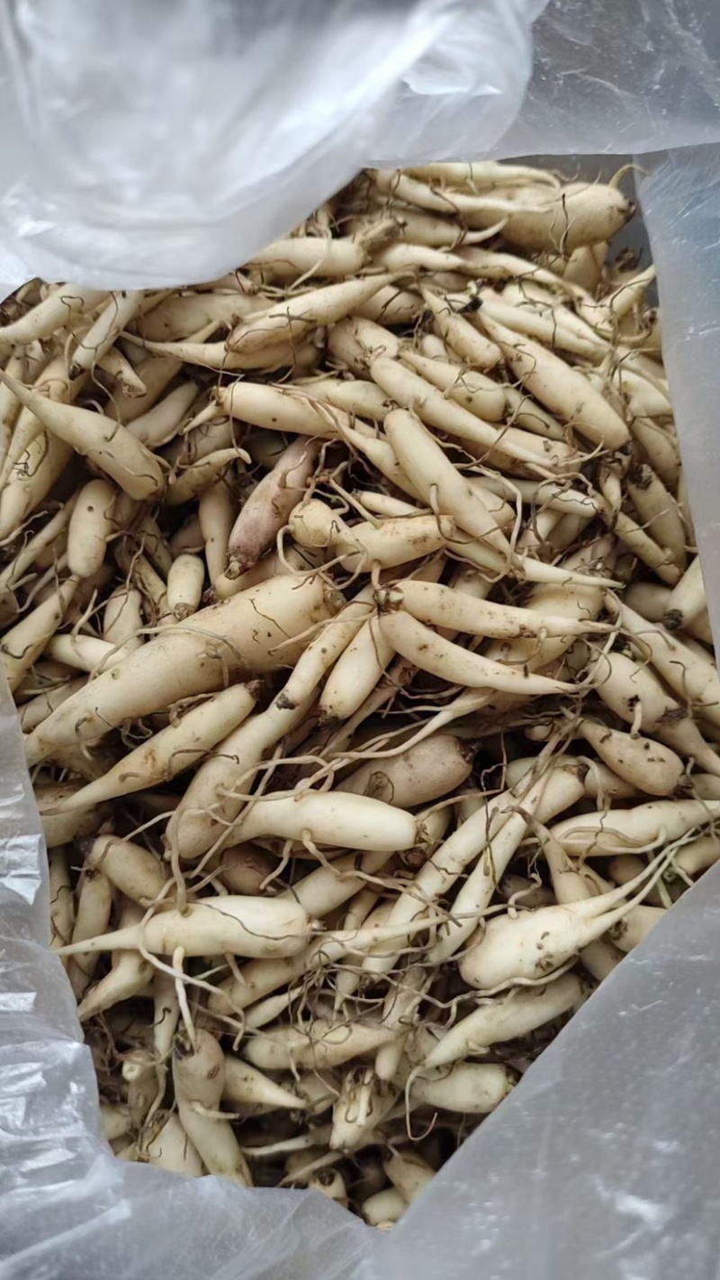 双参批发双肾参直播供应山货特产药材双肾参常年稳定供应有的