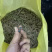 双参批发双肾参直播供应山货特产药材双肾参常年稳定供应有的