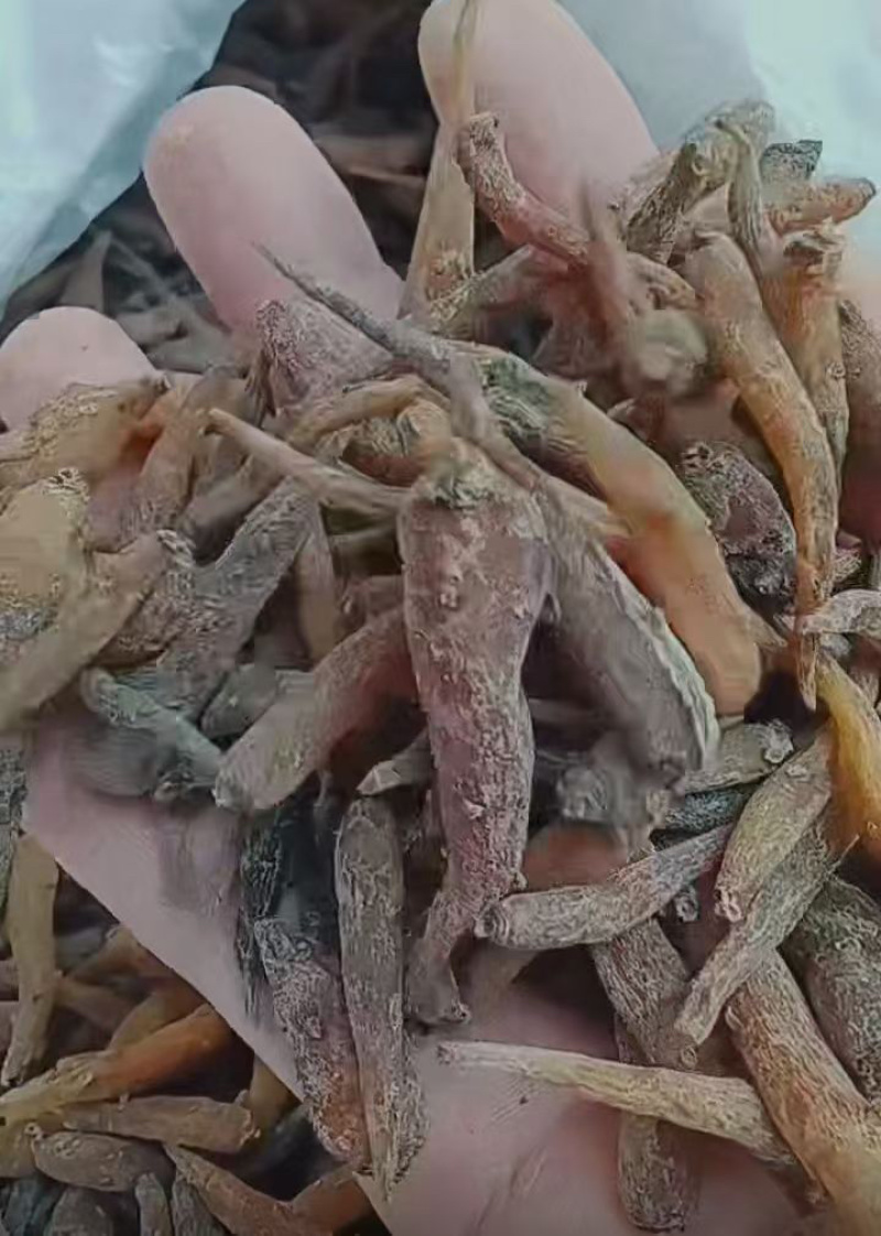双参批发双肾参直播供应山货特产药材双肾参常年稳定供应有的