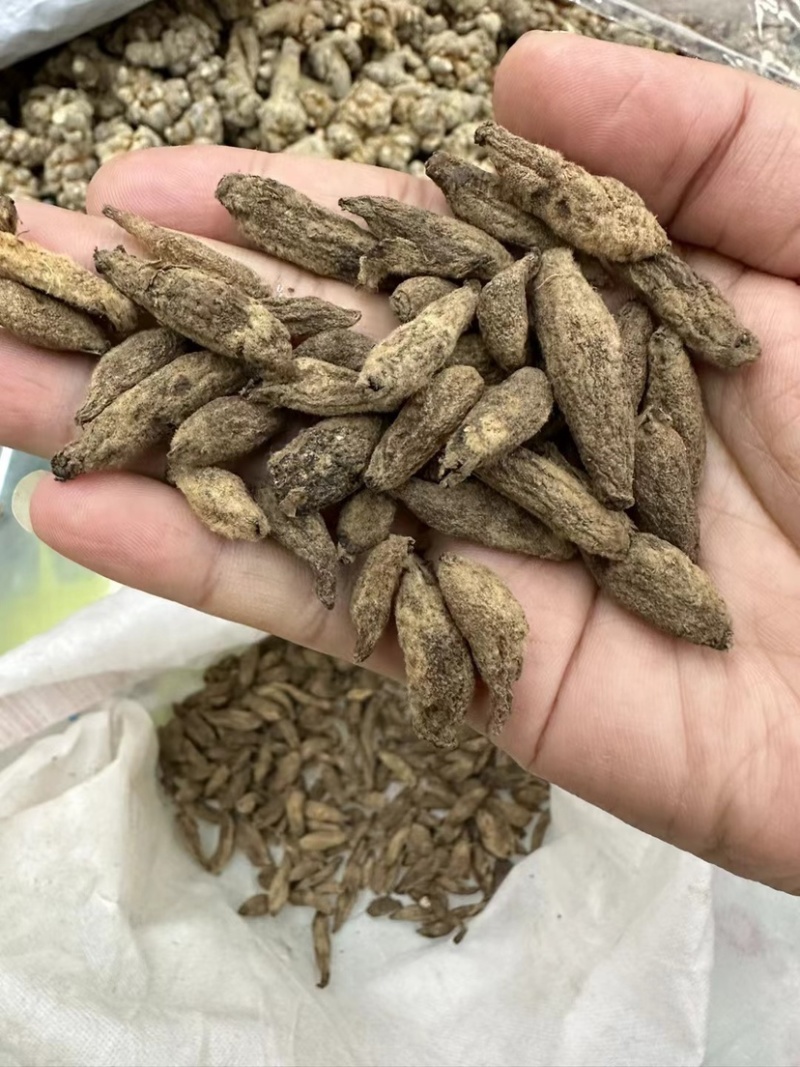 双参批发双肾参直播供应山货特产药材双肾参常年稳定供应有的