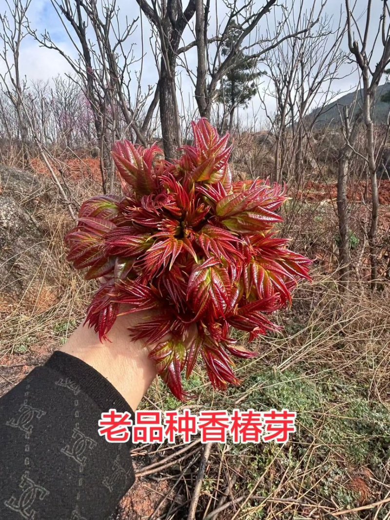 香椿产品