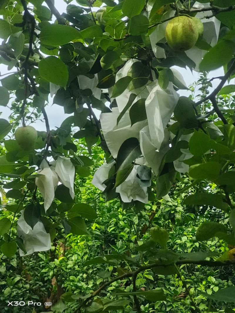广西武鸣桂花梨