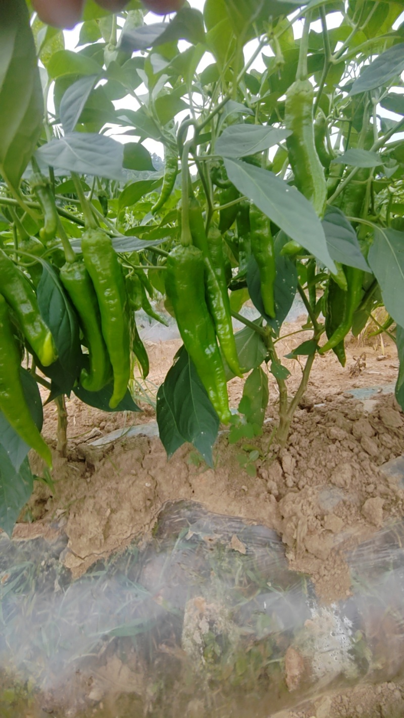 货源有，3号，7号，55号大青椒，软香辣