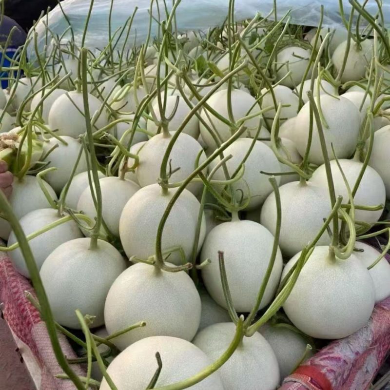玉菇甜瓜