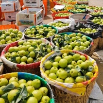 脆冠梨四川苍溪翠冠梨产地直供量大从优品质保证联
