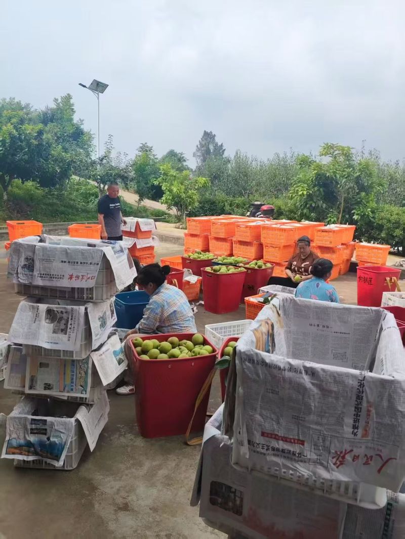 脆冠梨四川苍溪翠冠梨产地直供量大从优品质保证联