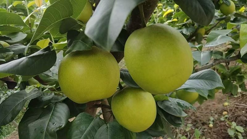 脆冠梨四川苍溪翠冠梨产地直供量大从优品质保证联