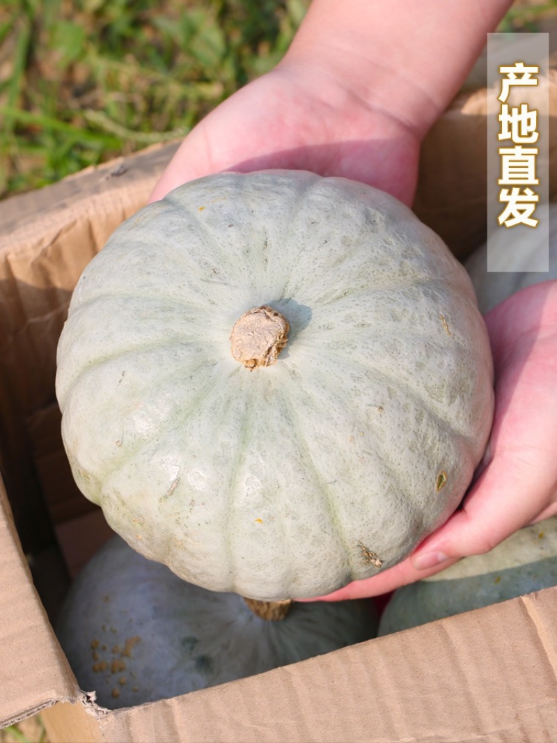 银栗南瓜！