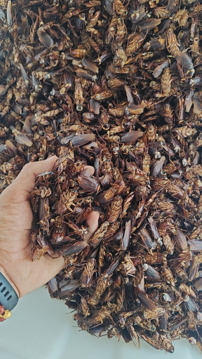美洲大蠊干品无油优质卵鞘种苗